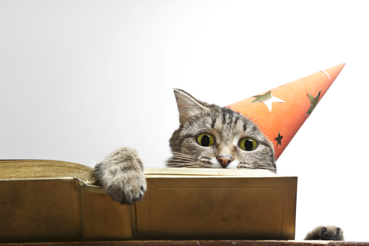 A cat reading a book